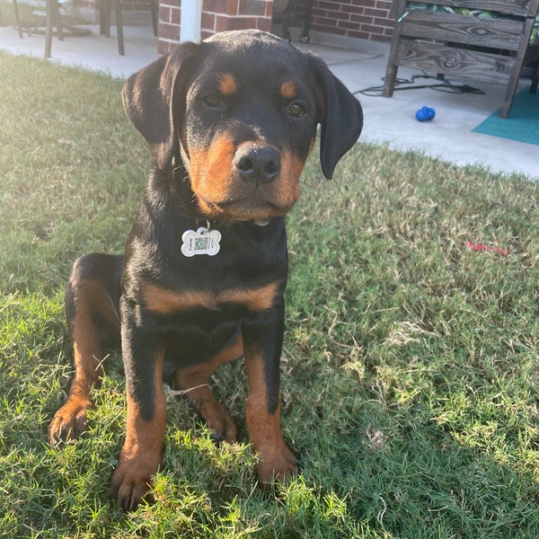 silent-cat-id-tag-qr-code-personalized-qr-code-cat-kitten-id-tag