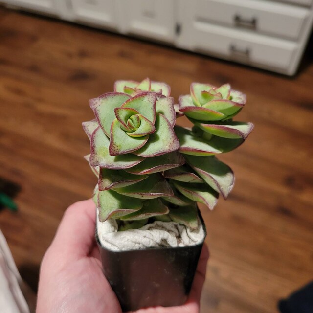 best place to buy plant pots Buy High Cana Pots