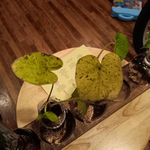Graciela added a photo of their purchase