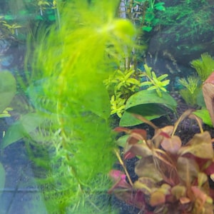 Izabela hat ein Foto des gekauften Artikels hinzugefügt