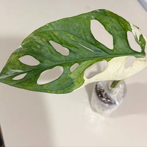 Murdoch's added a photo of their purchase