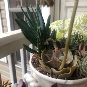 Tara added a photo of their purchase