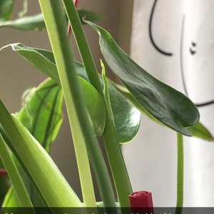 Monstera Deliciosa Pot de pépinière de 4 po et 6 po. Plante parfaite pour  débutant Plante d'intérieur facile d'entretien Plante d'intérieur vivante  Plantes tropicales uniques -  France