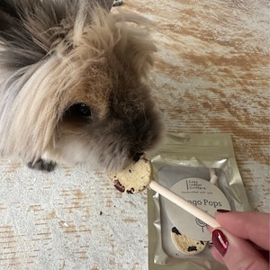 Beautiful view of Guinea Pig Oat Free Treats