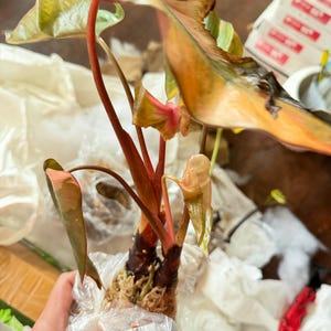 ホマロメナ ピンクダイヤモンド 斑入り 6インチポット 希少植物