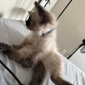 Chase hat ein Foto des gekauften Artikels hinzugefügt