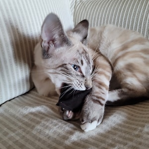 Audra ha añadido una foto de su compra