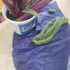 Tony added a photo of their purchase