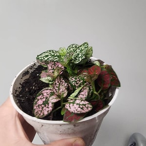 Mandy added a photo of their purchase