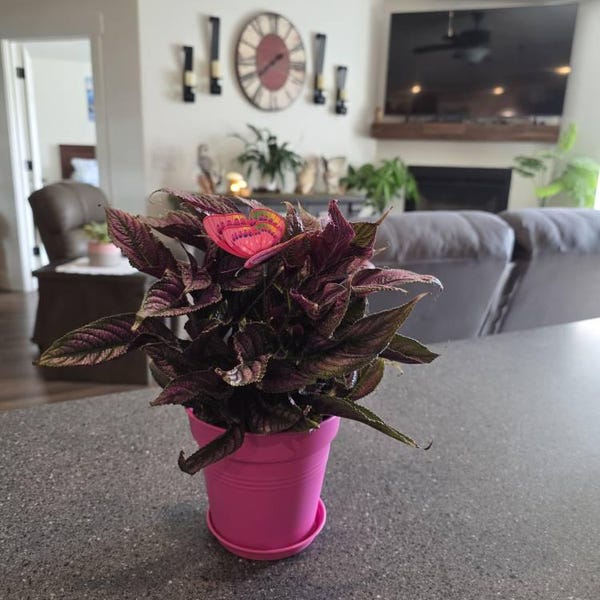 LIVE Tradescantia Pallida, Purple Queen, Exotic Houseplant, Purpurea, 4 ...