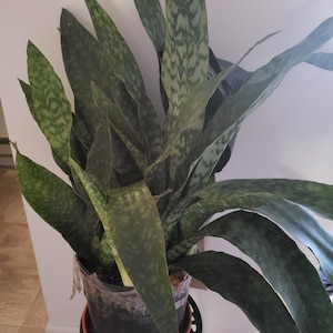PI added a photo of their purchase