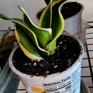 Exact Plants! 2 for 10! Dwarf Sansevieria 'black Gold' | Birds Nest Snake  Plant (4" Pot, Ships Bareroot) - Etsy