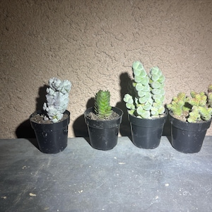 Jesus added a photo of their purchase