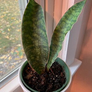 Sansevieria Masoniana unusual root growth behavior
