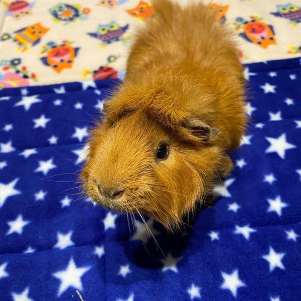 Photo inspiration: Picture Idea: Fleece Cage Liners For Guinea Pigs Various Sizes