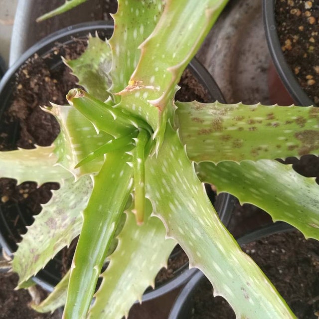 wie lange hält aloe vera gel HELFE Aloe Vera Gel – HELFE GmbH & Co KG main image 0