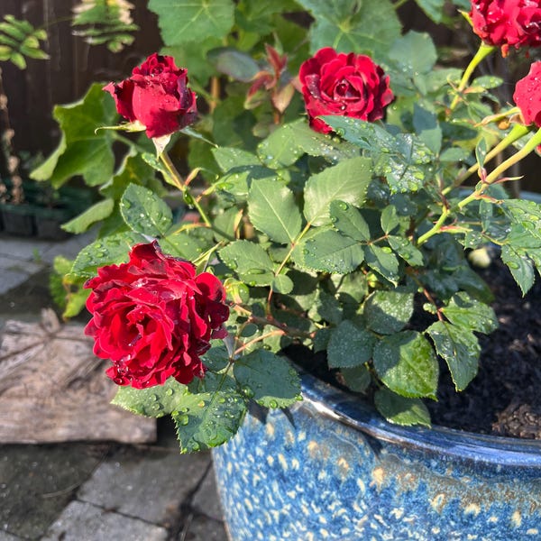 William Lobb Purple Fragrant Shrub Potted Rose 4 Litre Etsy UK William Lobb Purple Fragrant Shrub Potted Rose 4 Litre Etsy UK