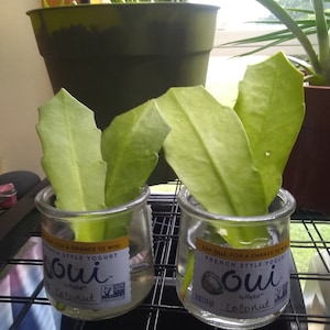 Sara a ajouté une photo de son achat