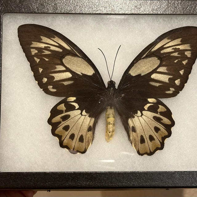 Ornithoptera priamus ♂♀ 標本 Ornithoptera priamus teucrus pair Birdwing Butterfly