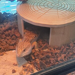 bearded dragon cuddle cave