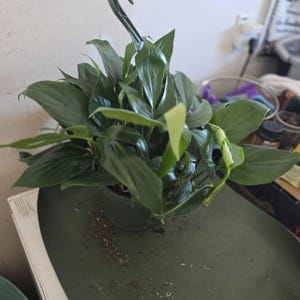 Carnella added a photo of their purchase