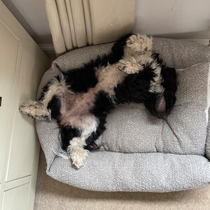Pawsh brand hotsell dog beds