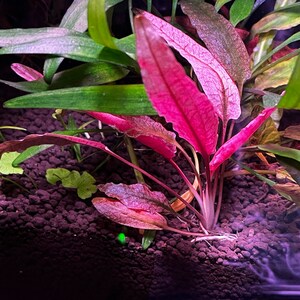 1 Pink Flamingo Crypt Plant Live Aquarium Plants Free S/h Live Aquatic ...