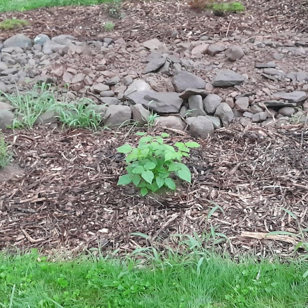 3 Raspberry Plants 