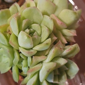 Rare Plants, Echeveria White Swan Clusters - Etsy