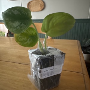 Acquirente Etsy ha aggiunto una foto del proprio acquisto