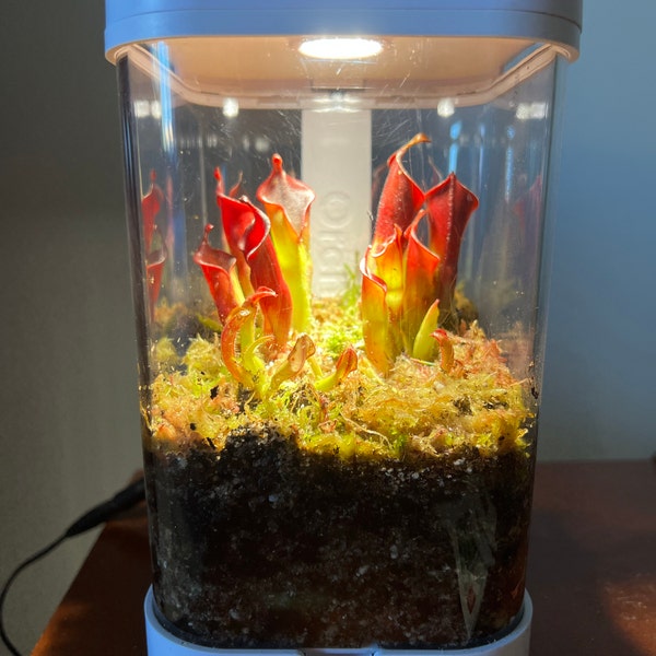 Orchidbox Mini Smart Terrarium (white) - LED Terrarium for Cuttings ...