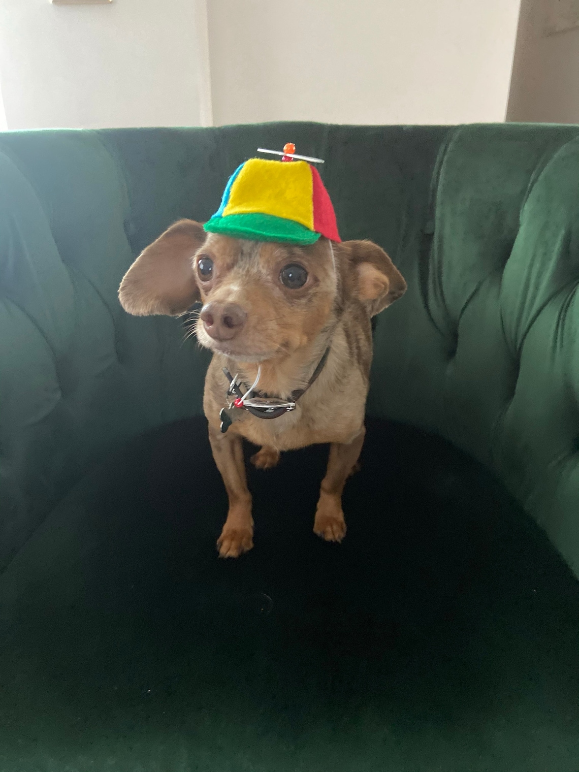Customer photo of a pet with the Beanie Hat / Propeller Helicopter hat for Cat