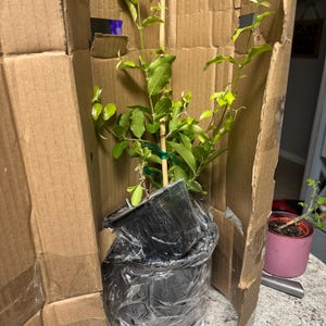 Soraya added a photo of their purchase