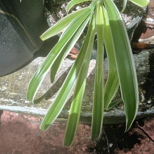 Diosa added a photo of their purchase