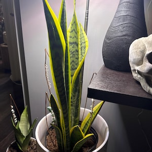 Elaine added a photo of their purchase