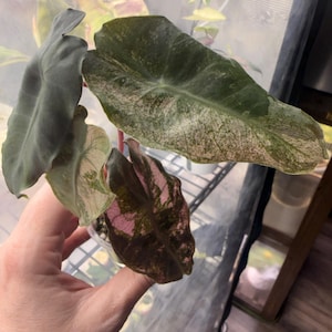 Tami added a photo of their purchase