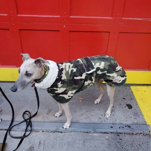 gidget whippet coats