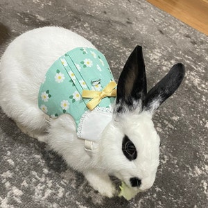 rabbit cone collar