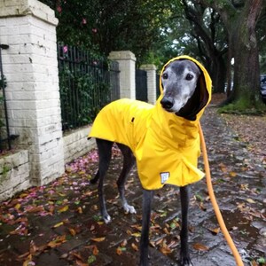 Greyhound rain jacket Outlet
