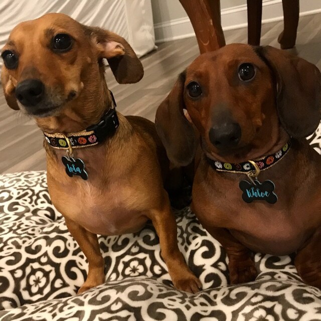 camouflage dog tags for pets camouflage dog tags for pets