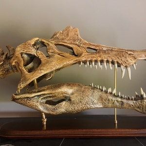 大型スピノサウルス頭蓋骨レプリカ：博物館級の化石、硬材製台座付き