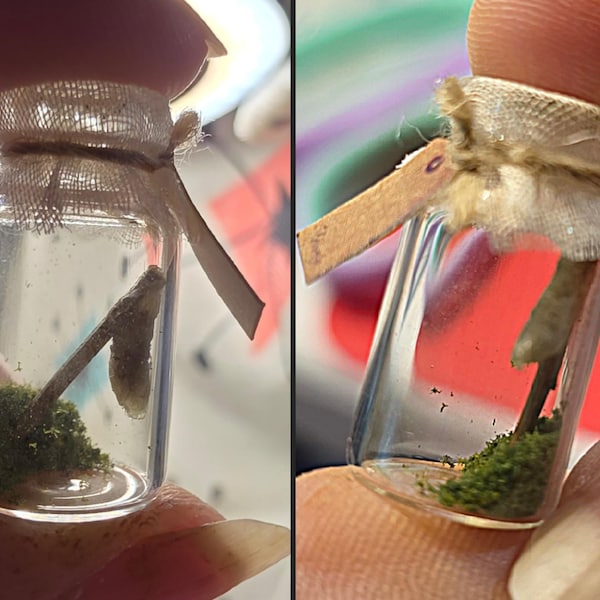 Mini Cocoons Miniature Cocoon in a Jar - Etsy