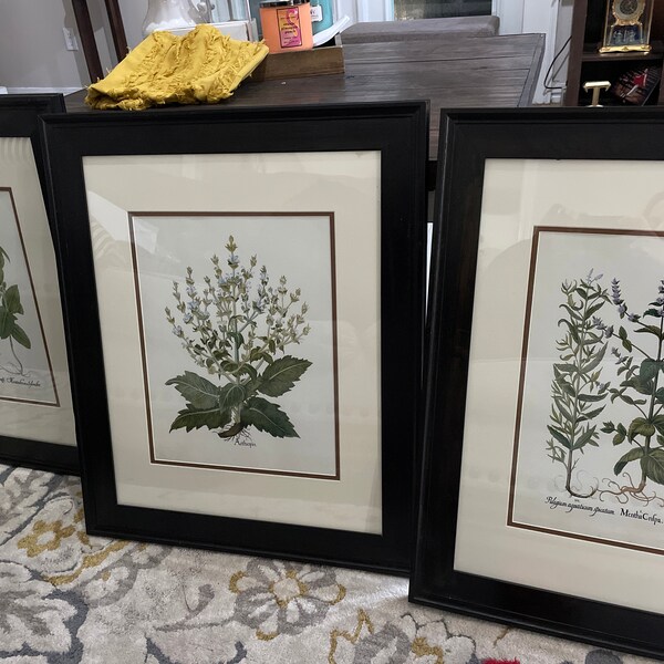 botanical herb prints set of 4 unframed botanical herb... Antique Herbs Print Set No. 29, Herb Prints, Vintage Botanical Art ...