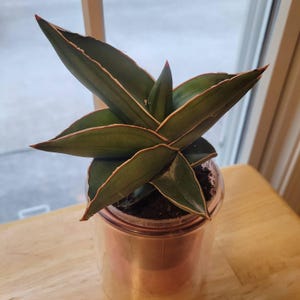Dominique added a photo of their purchase