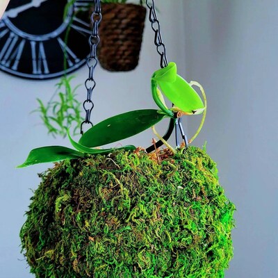 Rare Plant Alert: Nautilocalyx Adenosiphon Stem Cutting – Perfect For Your Terrarium Or Dart Frog Vivarium!