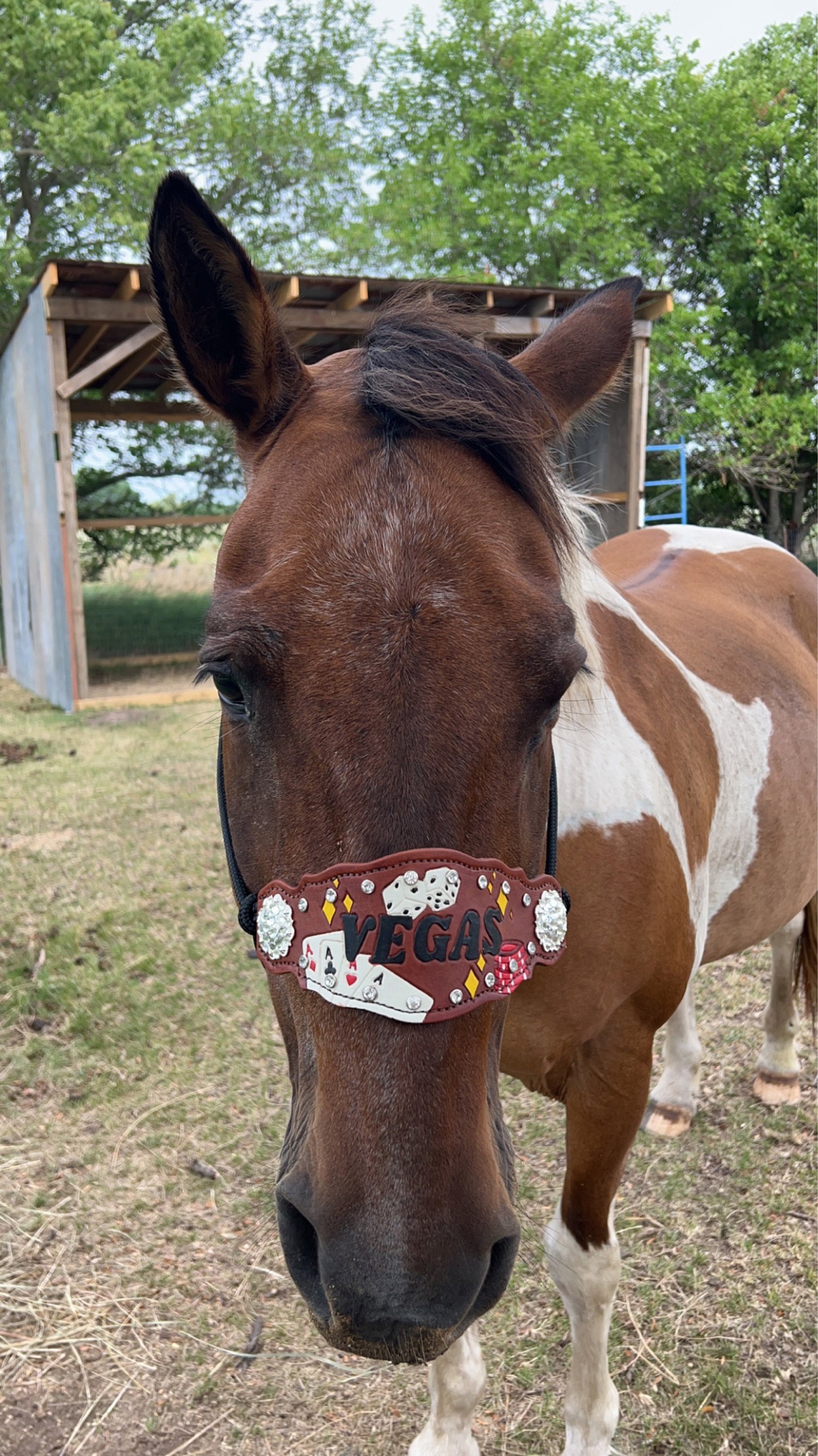 Custom Bronc Noseband with Premium Yacht Rope Halter