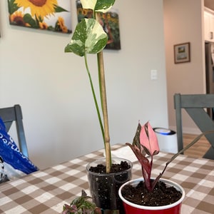 Myste added a photo of their purchase