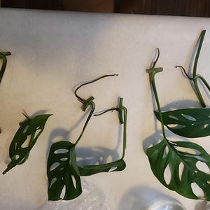 Amber さんが購入した商品の写真を追加しました