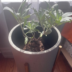 Muicle Mexican Honeysuckle Live Plant in Quart Container Justicia