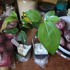 Comprador de Etsy ha añadido una foto de su compra